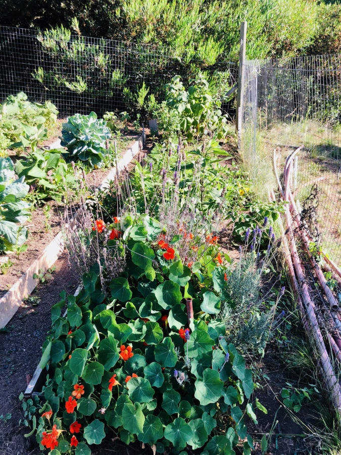 Chacra ID.3580 - Maravillosa Chacra en venta de 5 hectareas en zona Las Cañas, Maldonado
