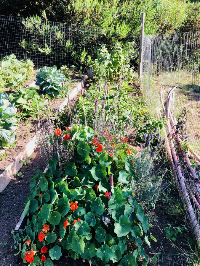 Chacra ID.1074 - Maravillosa Chacra en venta de 5 hectareas en zona Las Cañas, Maldonado