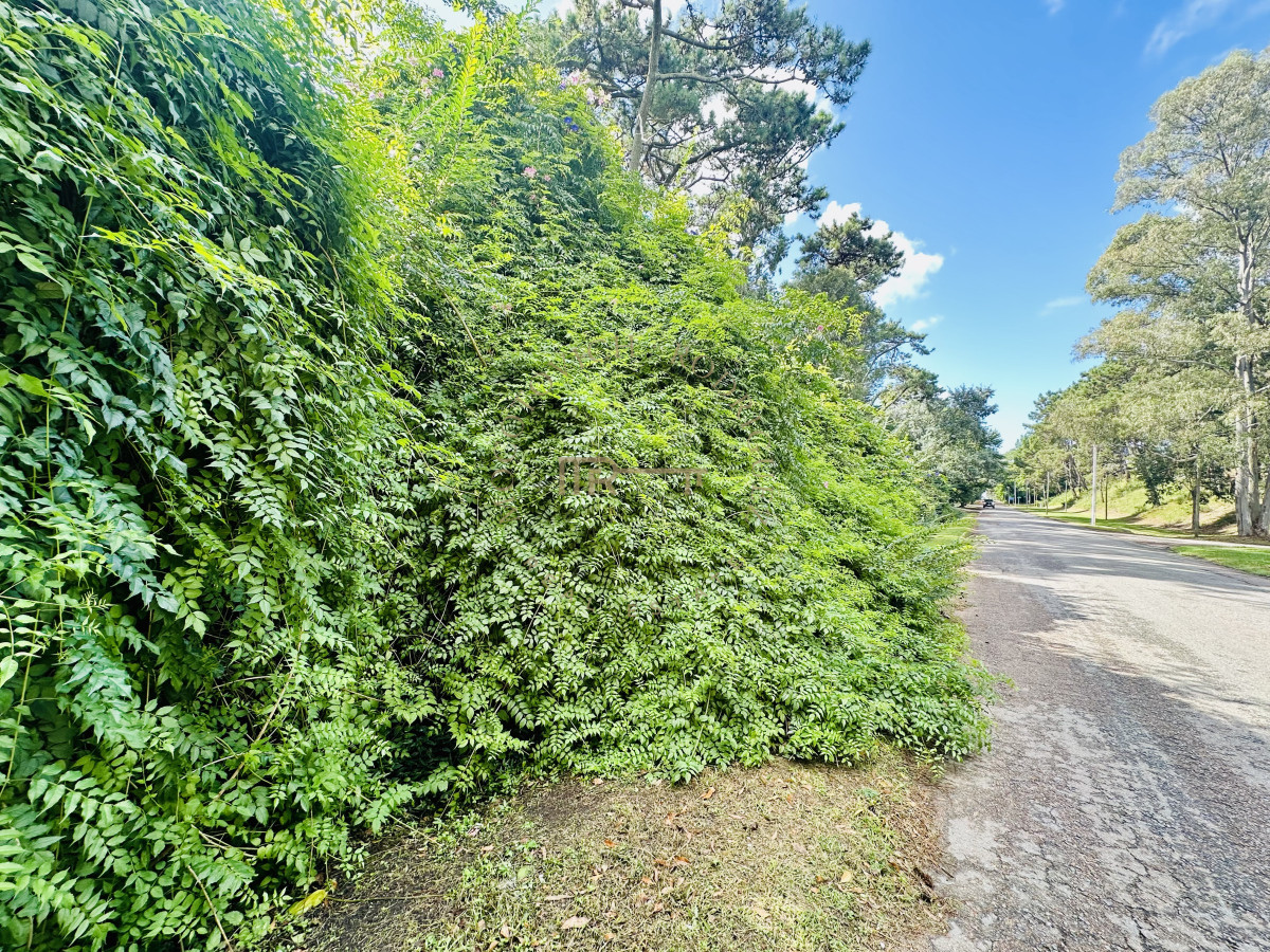 Terreno ID.3387 - ¡Oportunidad única en Punta del Este! Lote exclusivo sobre Av. del Mar – 5000 m²