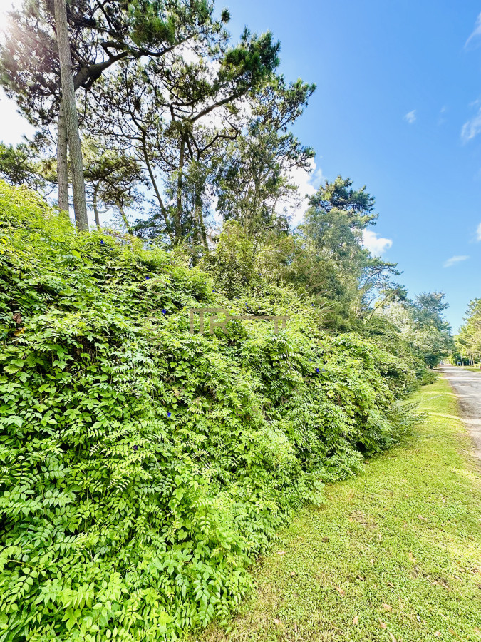 Terreno ID.3387 - ¡Oportunidad única en Punta del Este! Lote exclusivo sobre Av. del Mar – 5000 m²