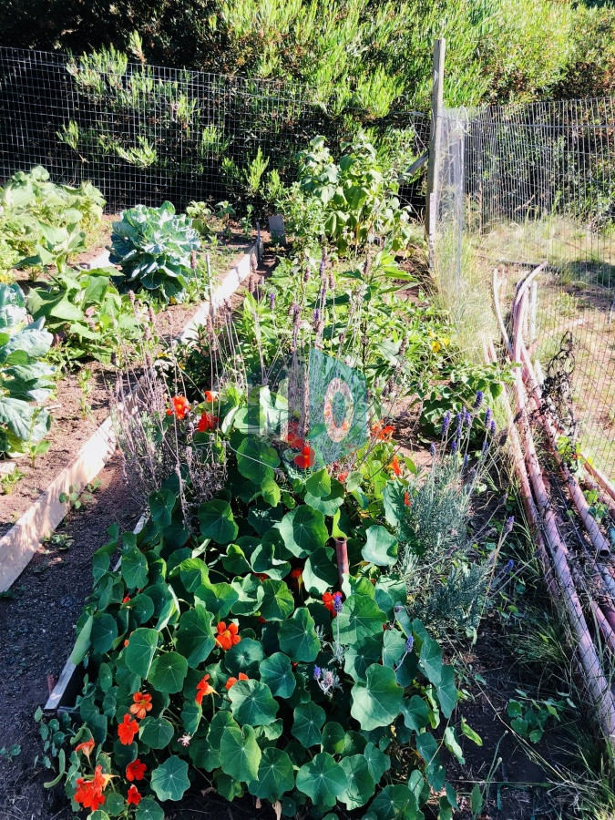 Chacra ID.207 - Maravillosa Chacra en venta de 5 hectareas en zona Las Cañas, Maldonado