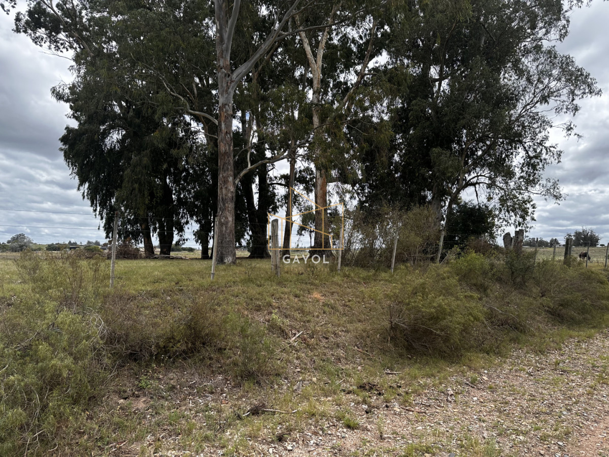 Chacra ID.1587 - CHACRA DE SAN CARLOS 