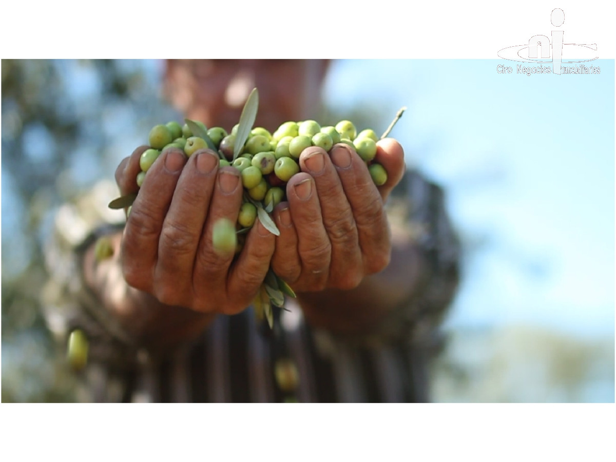CAMPO CON PRODUCCION DE ACEITE DE OLIVA - CMP233951P