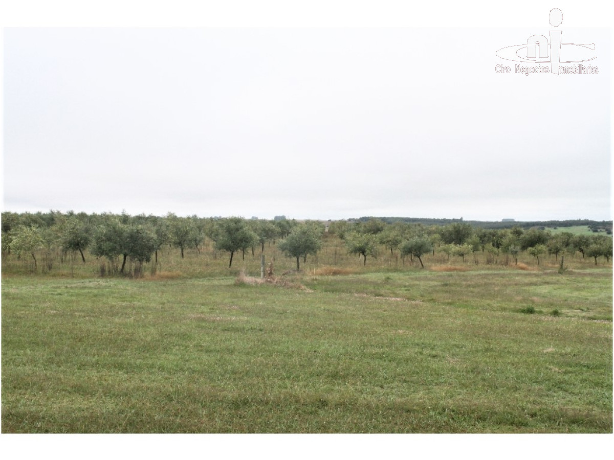 Campo