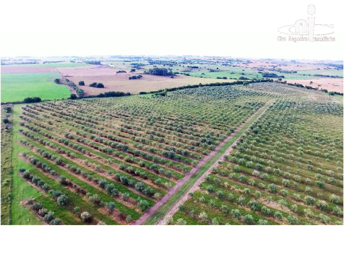 Campo