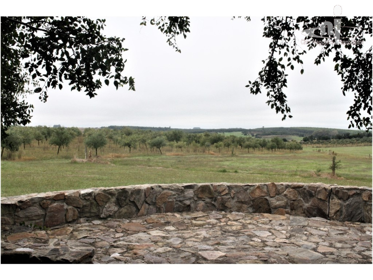 Campo
