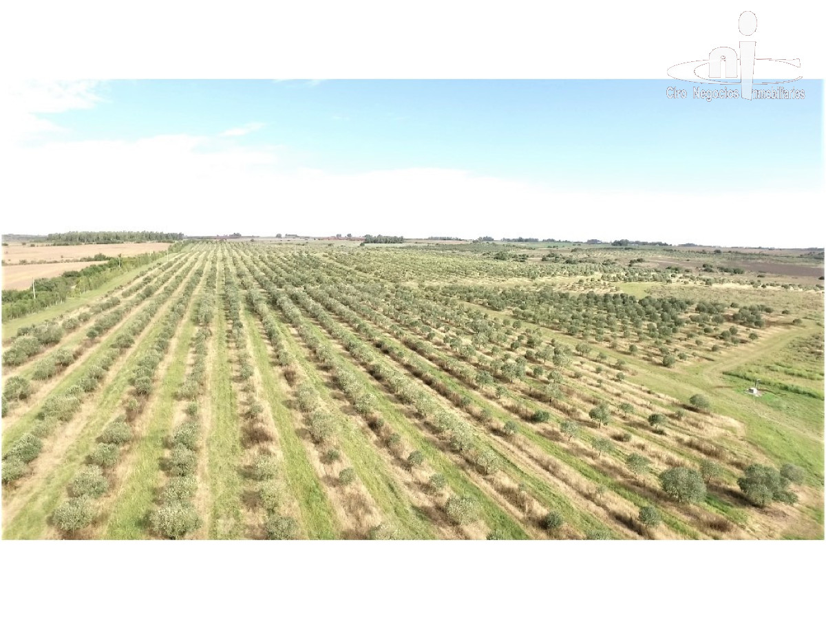 Campo