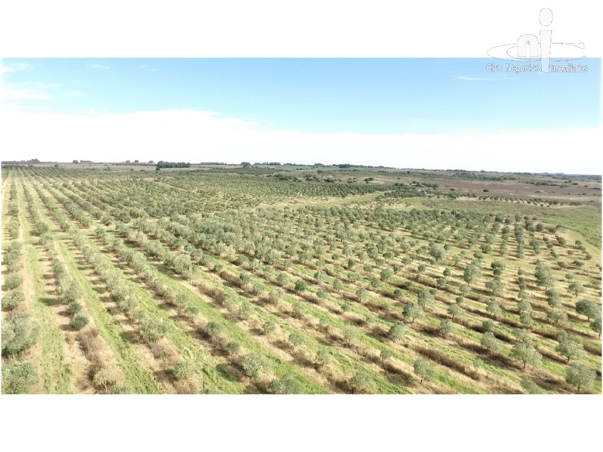 Campo