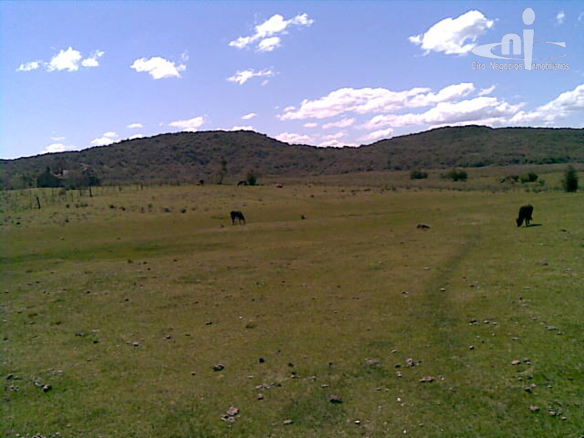 Campo