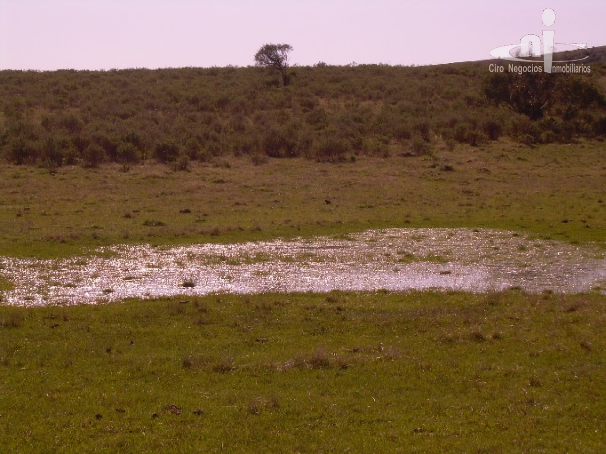 Campo