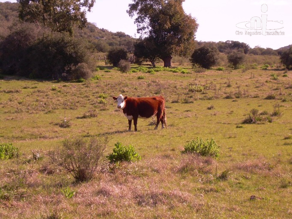 Campo