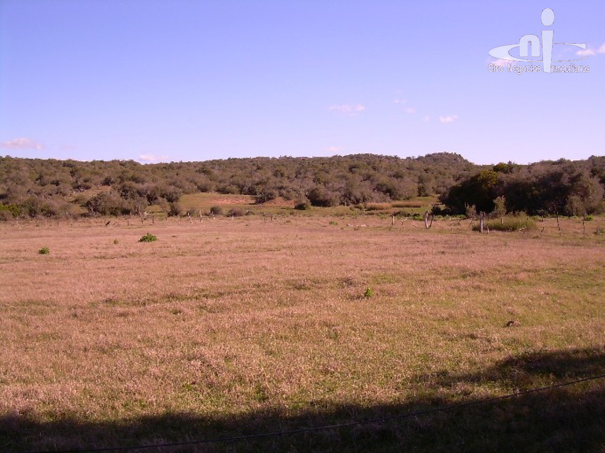 Campo