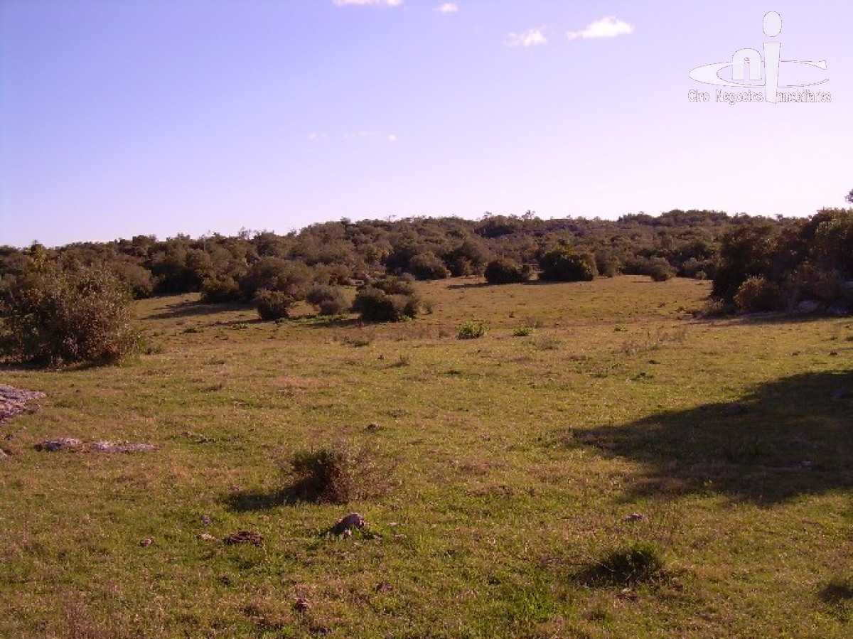 Campo
