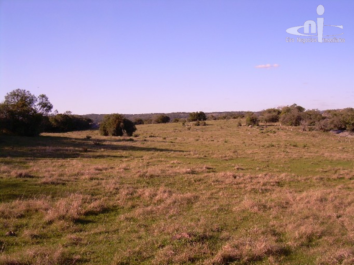 Campo