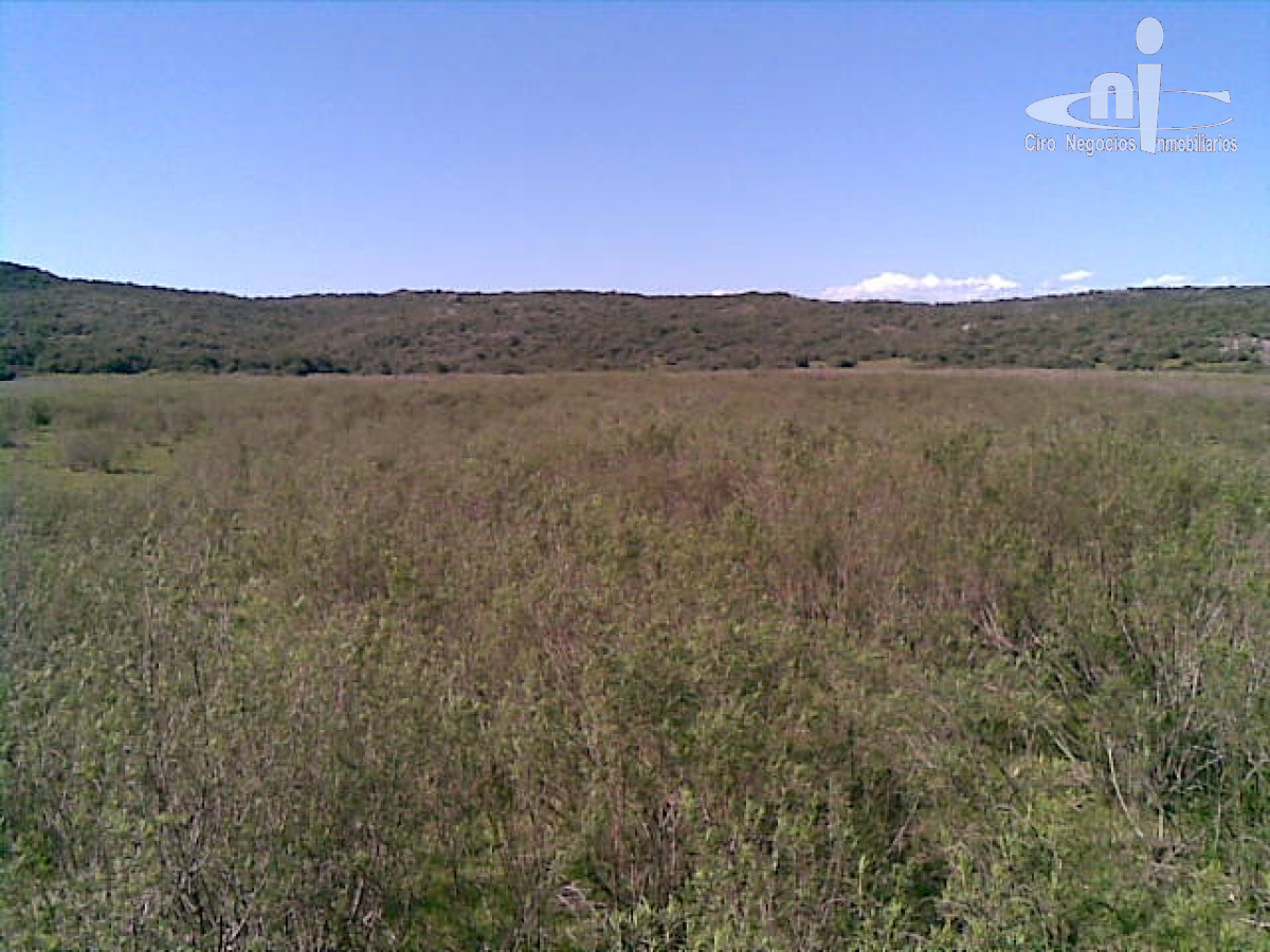 Campo