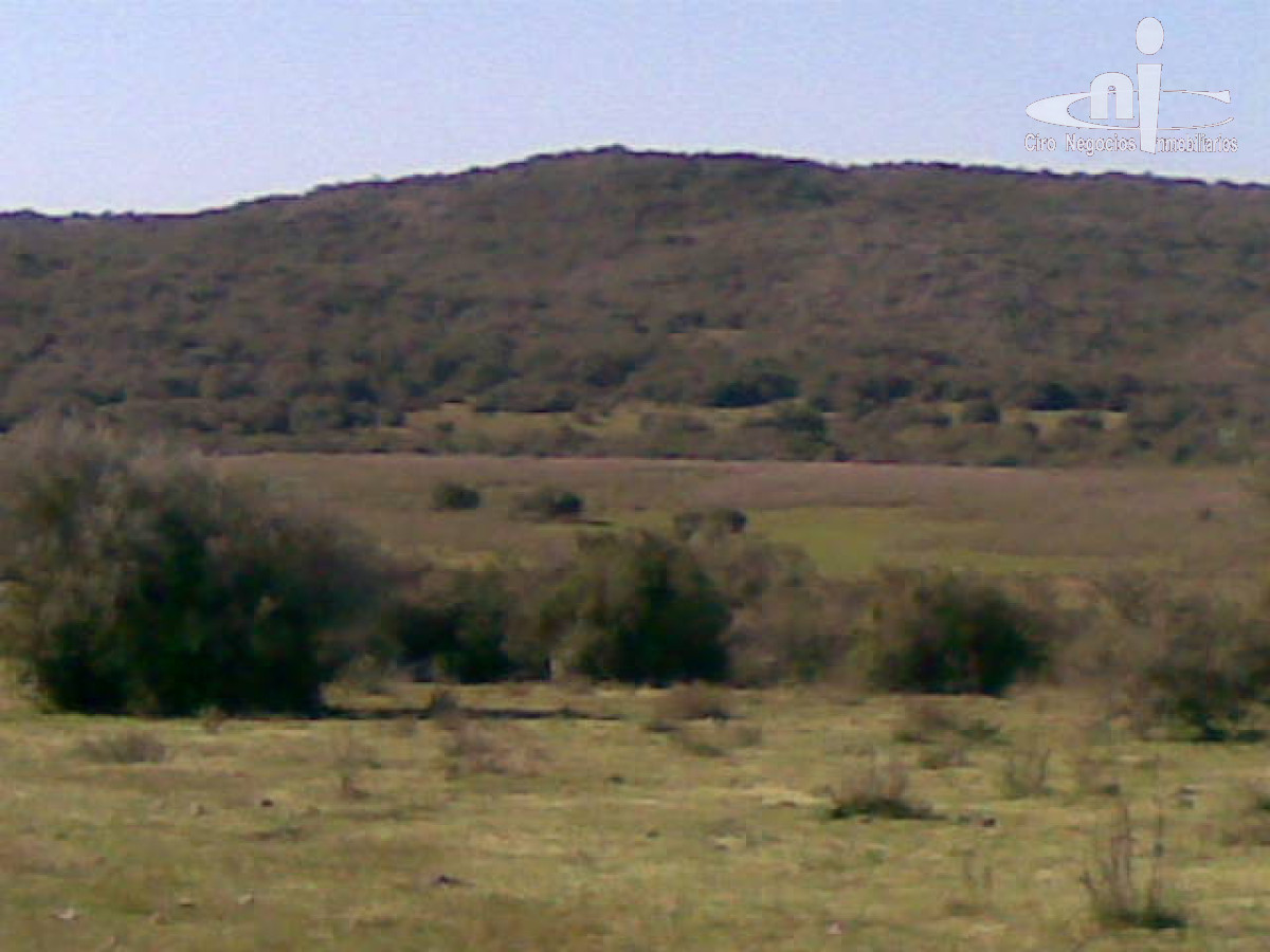 Campo