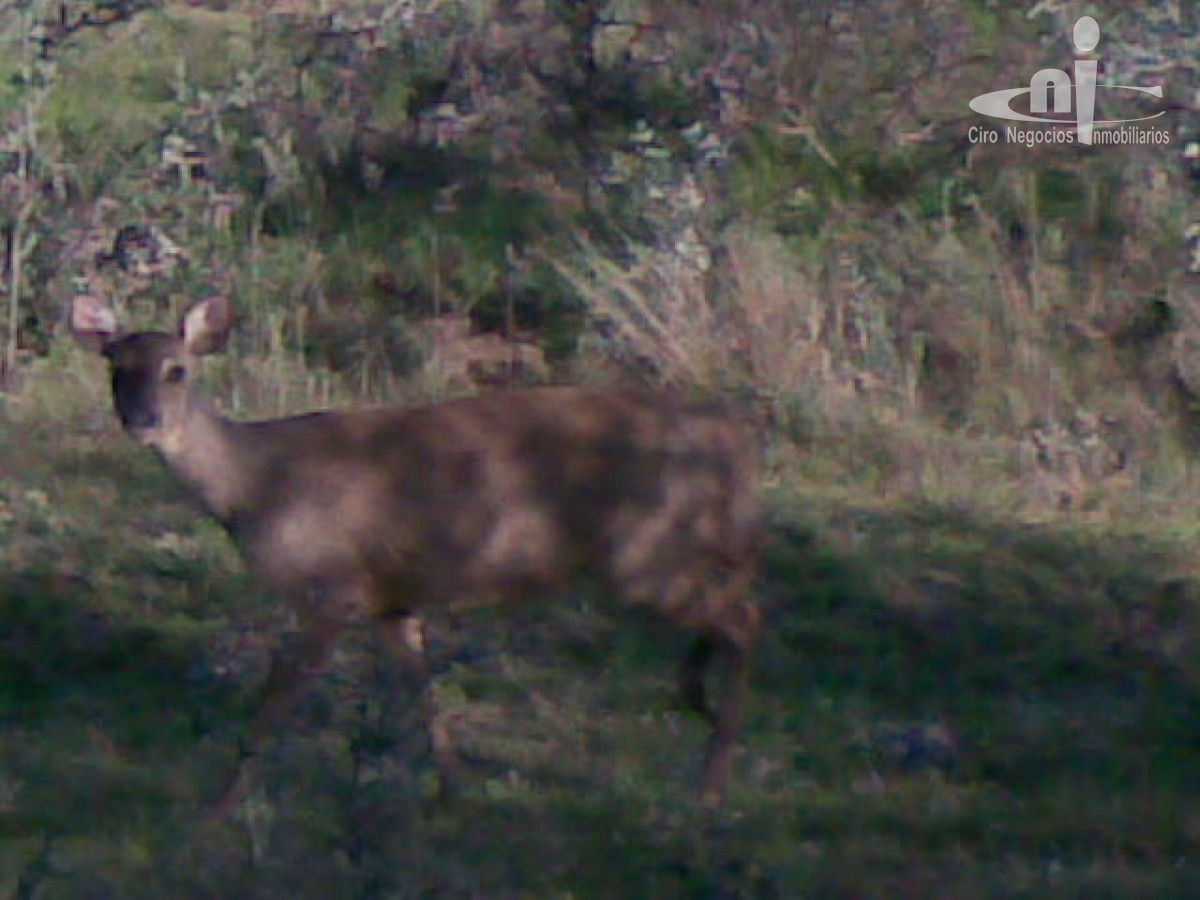 Campo
