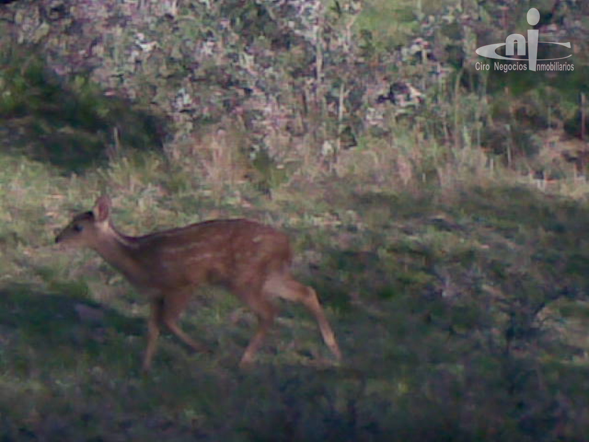 Campo