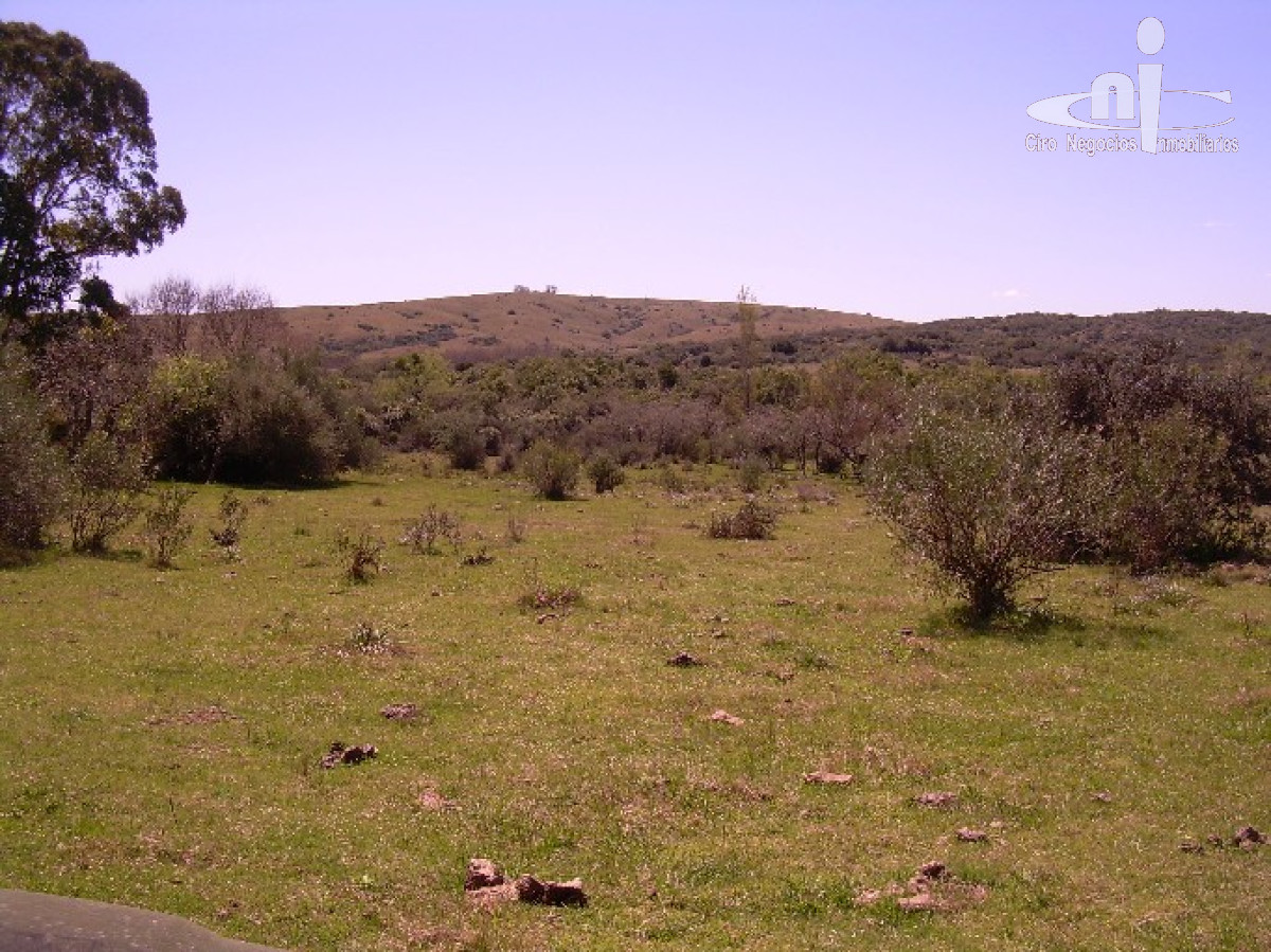 Campo