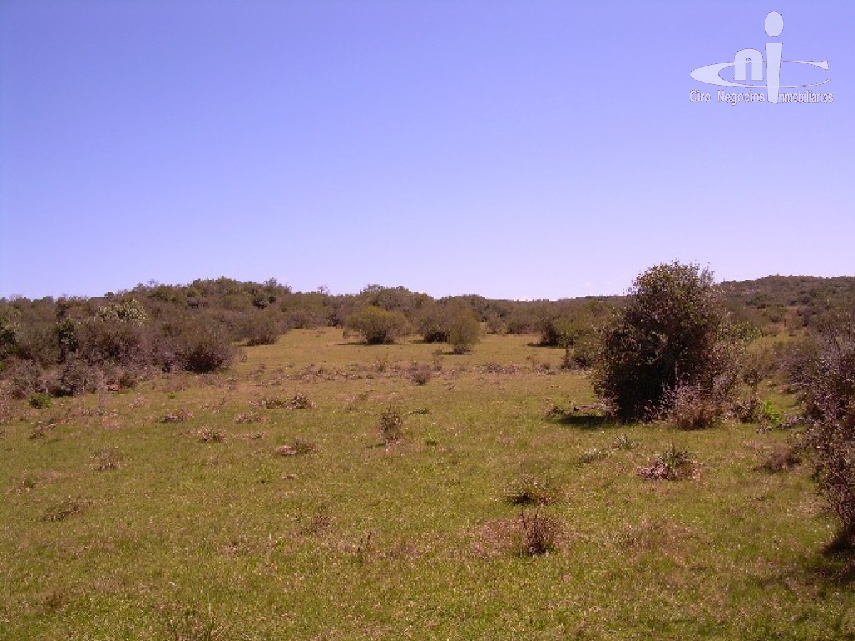 Campo