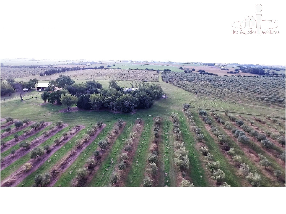 Campo