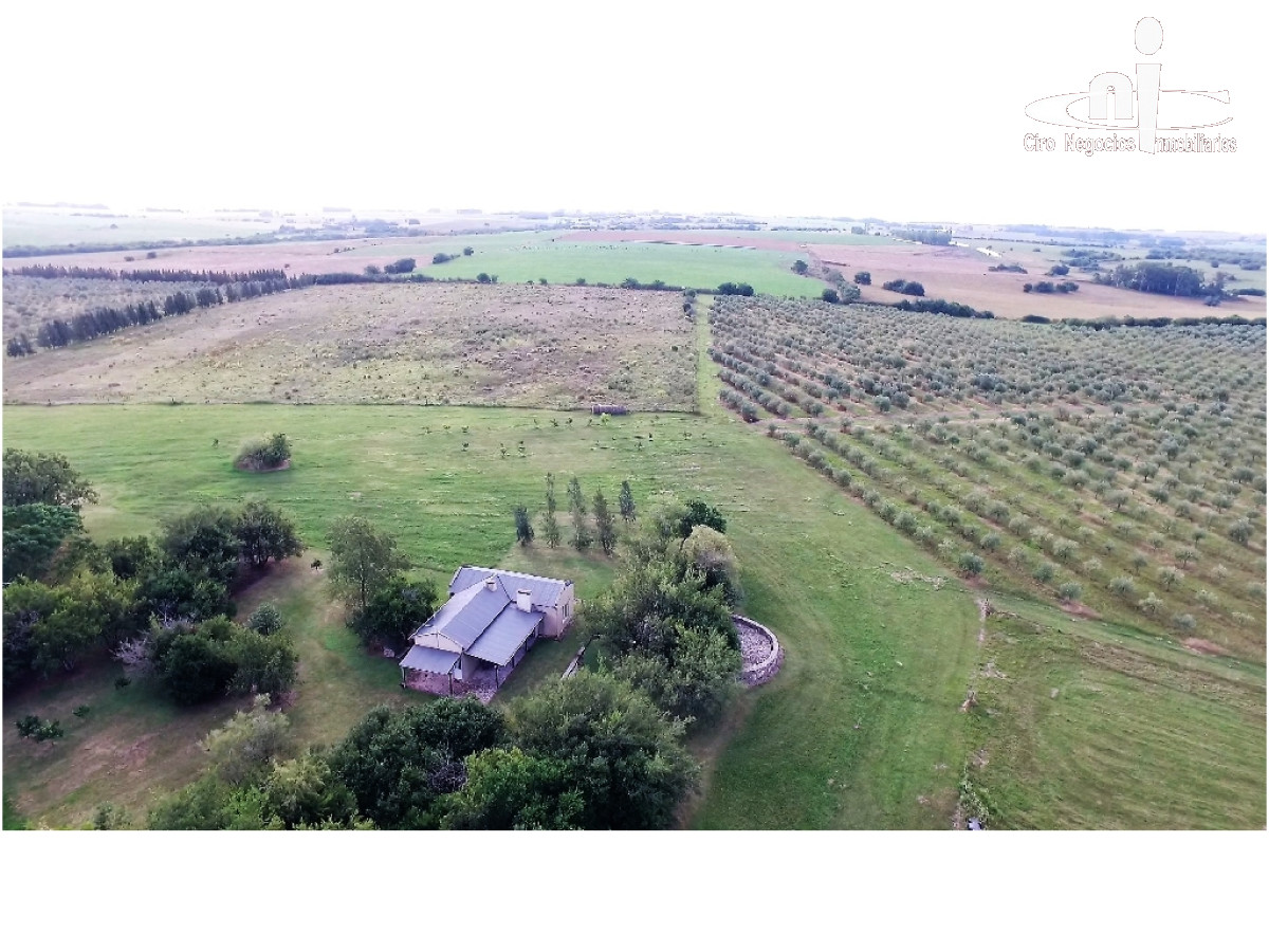 Campo