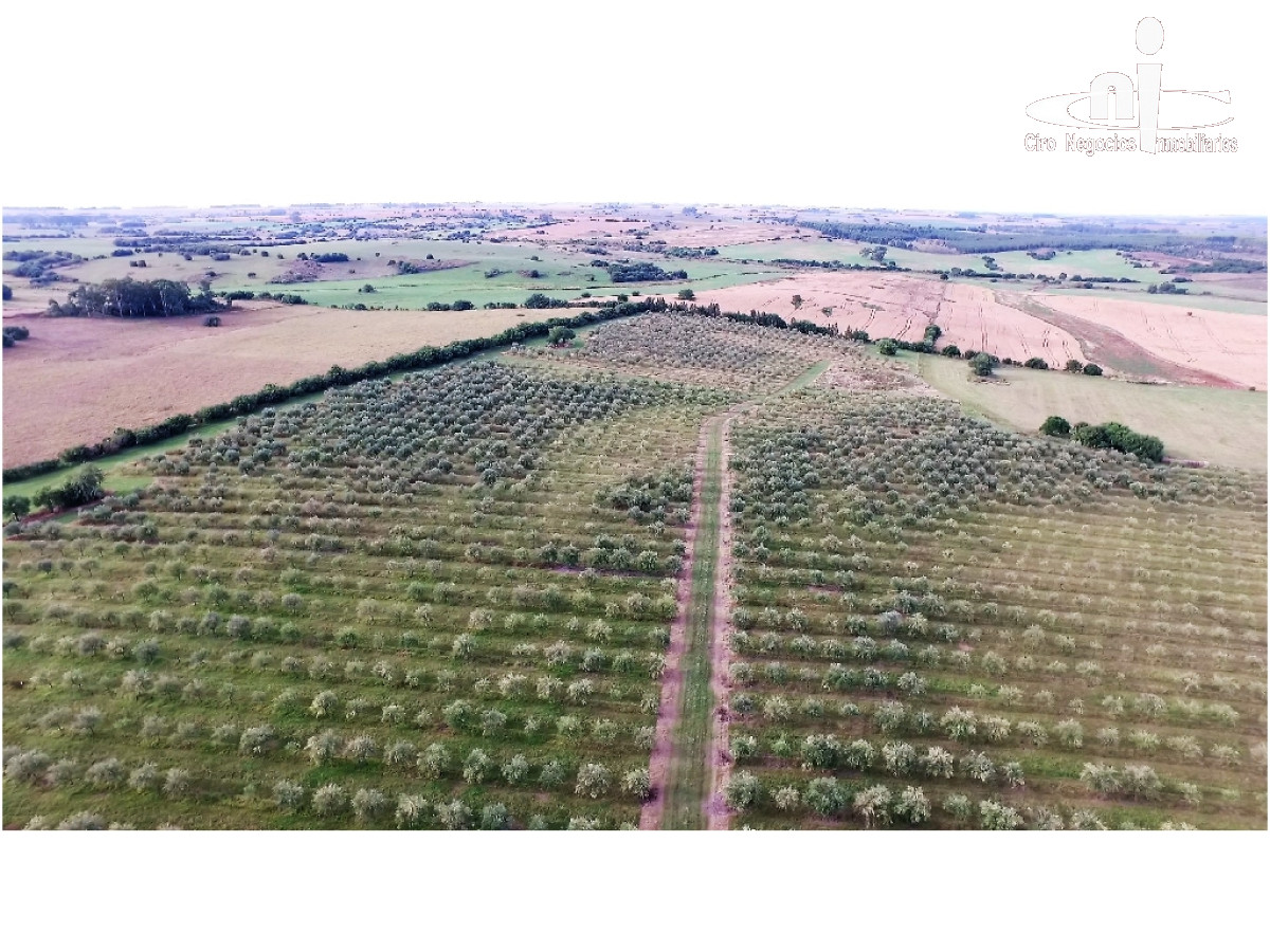 Campo
