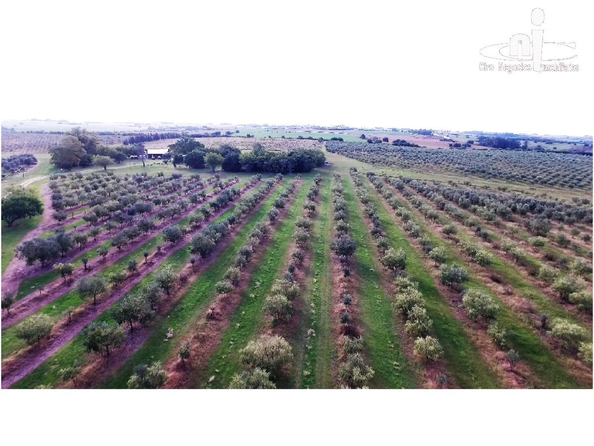 Campo