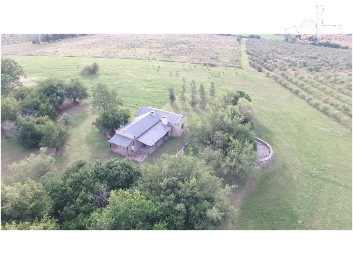 Campo