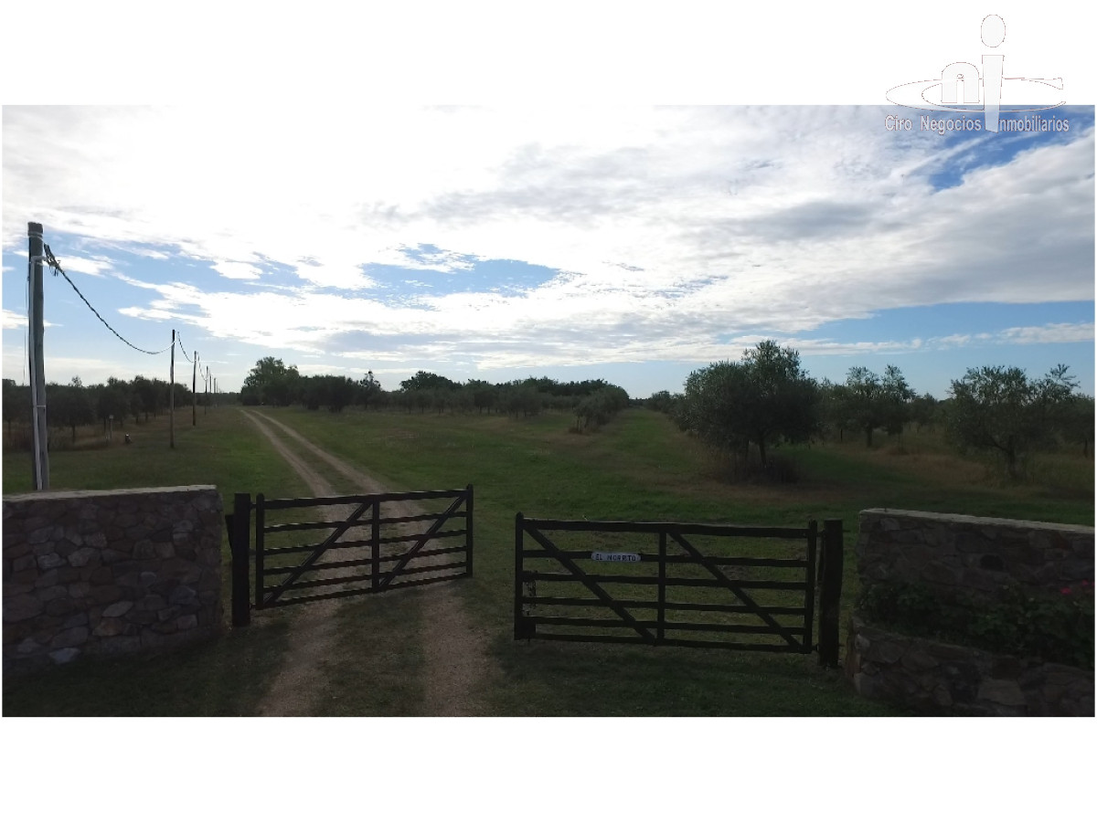 Campo