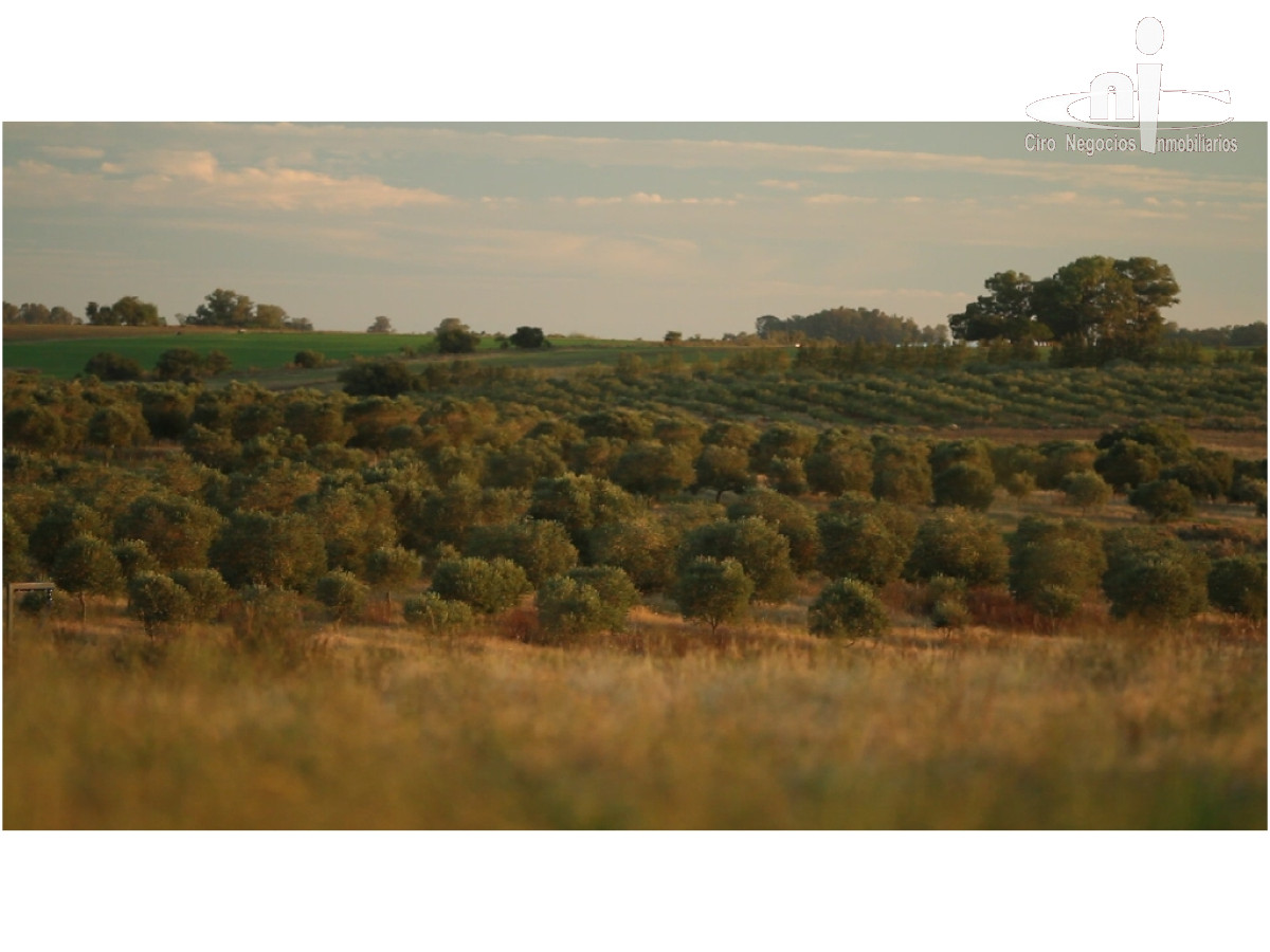 Campo
