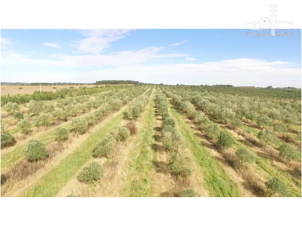 Campo