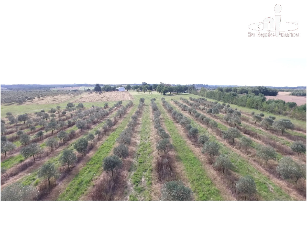 Campo