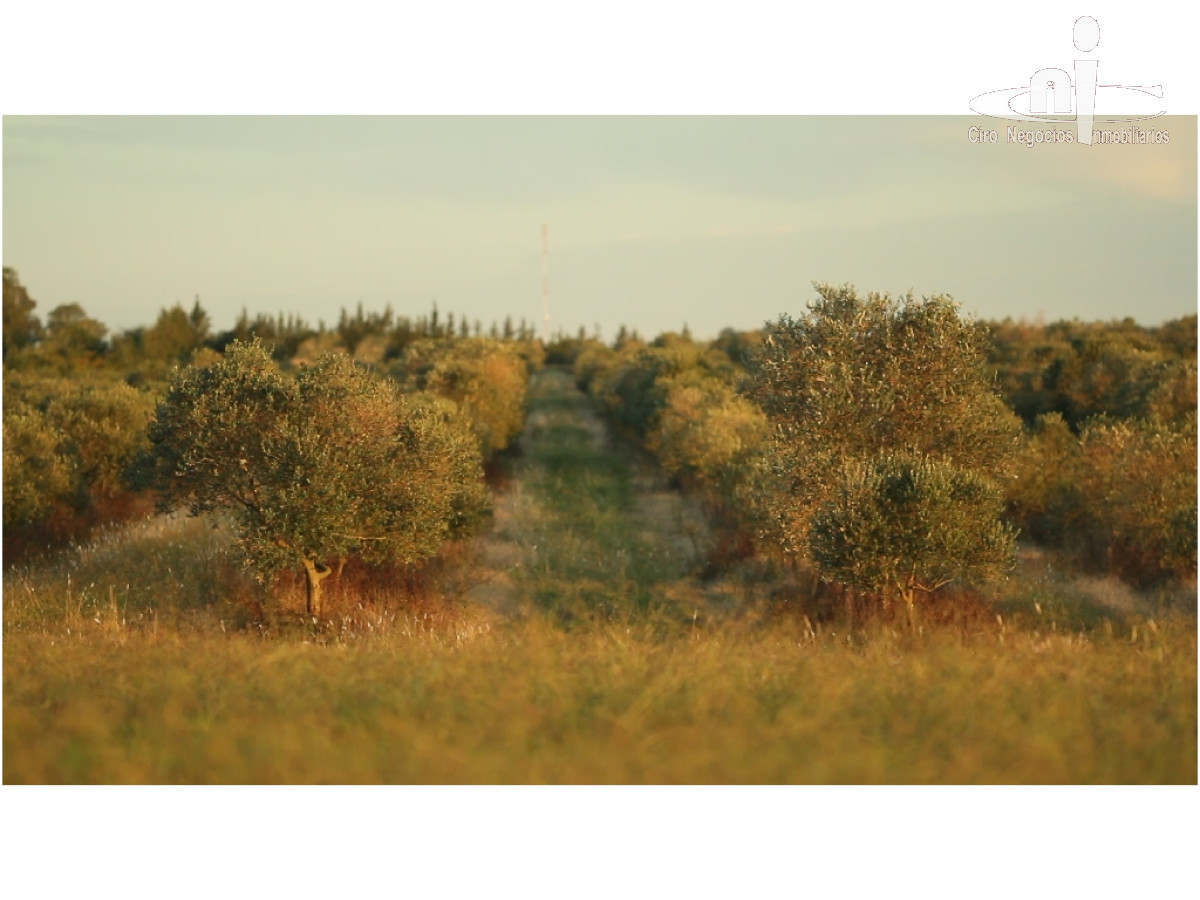 Campo