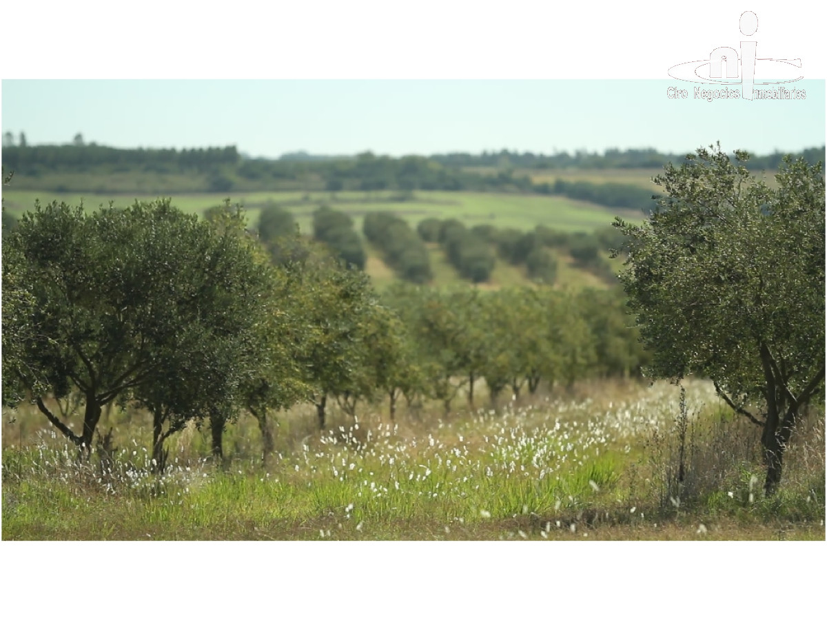 Campo
