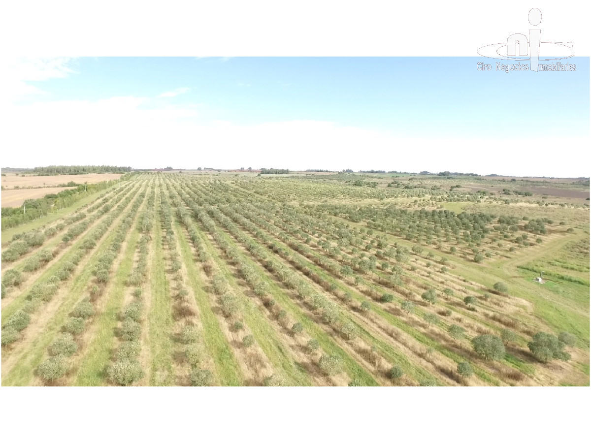 Campo