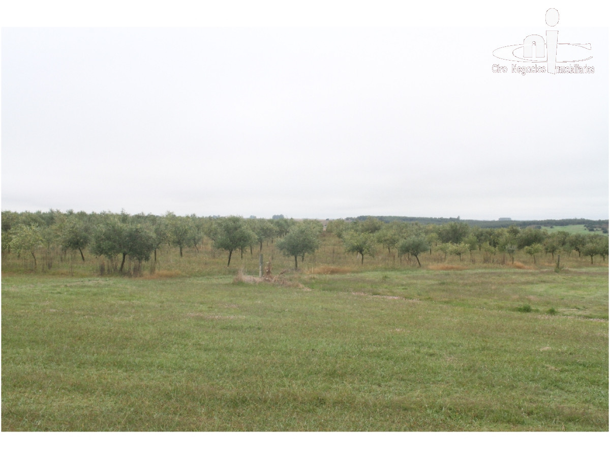 Campo