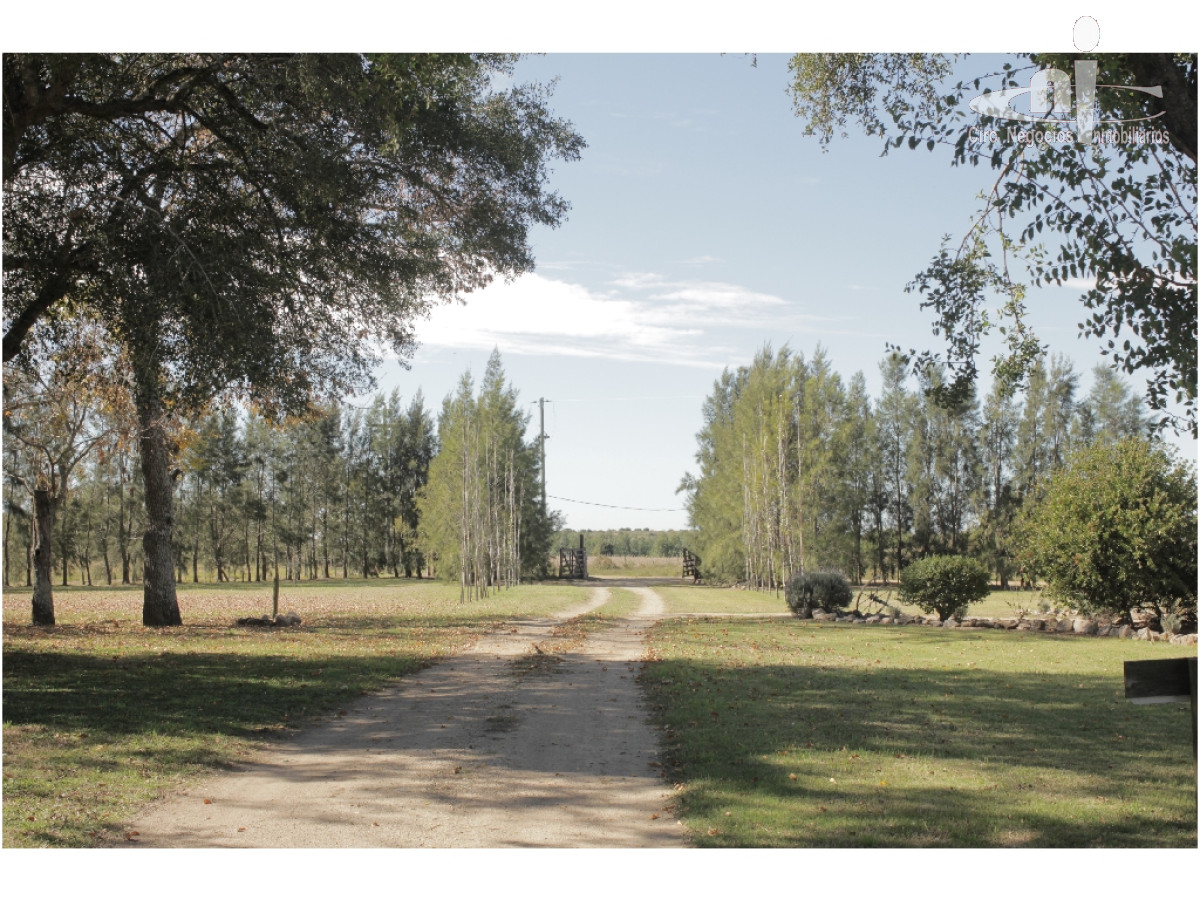 Campo