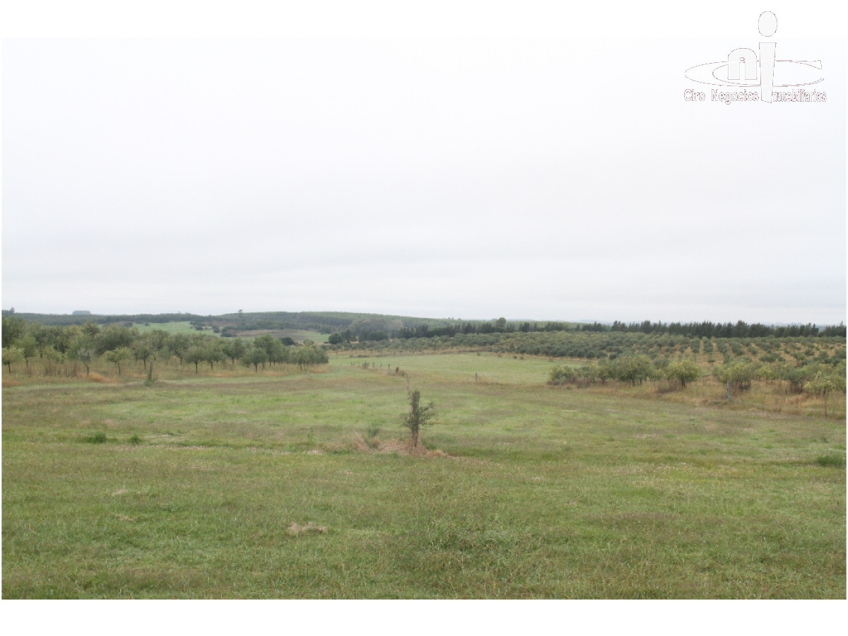 Campo