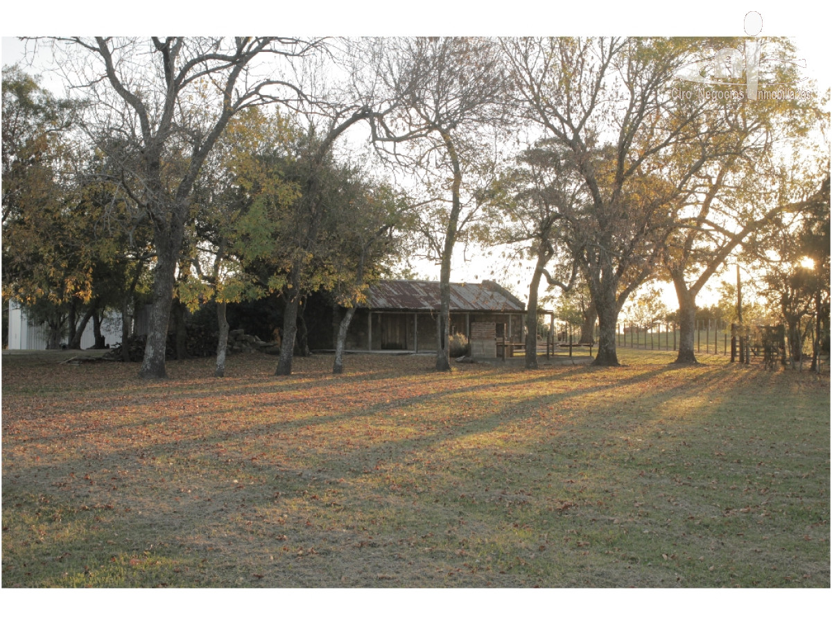 Campo