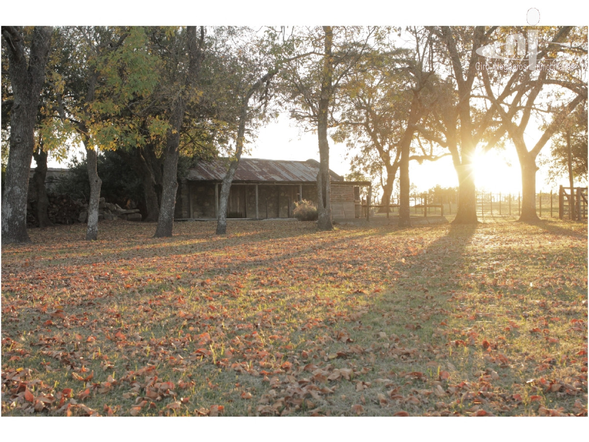 Campo