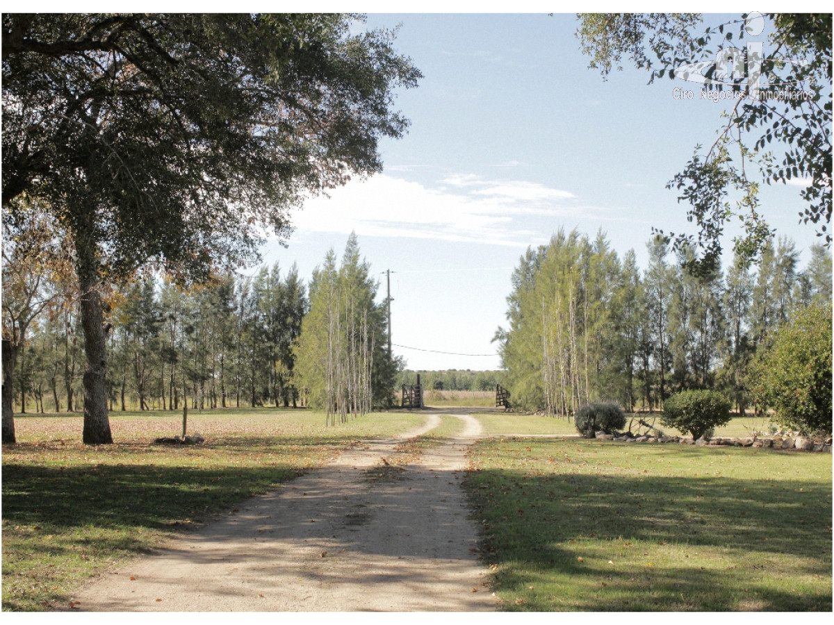 Campo