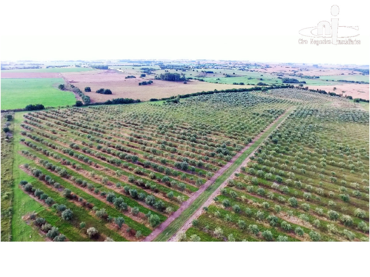 Campo