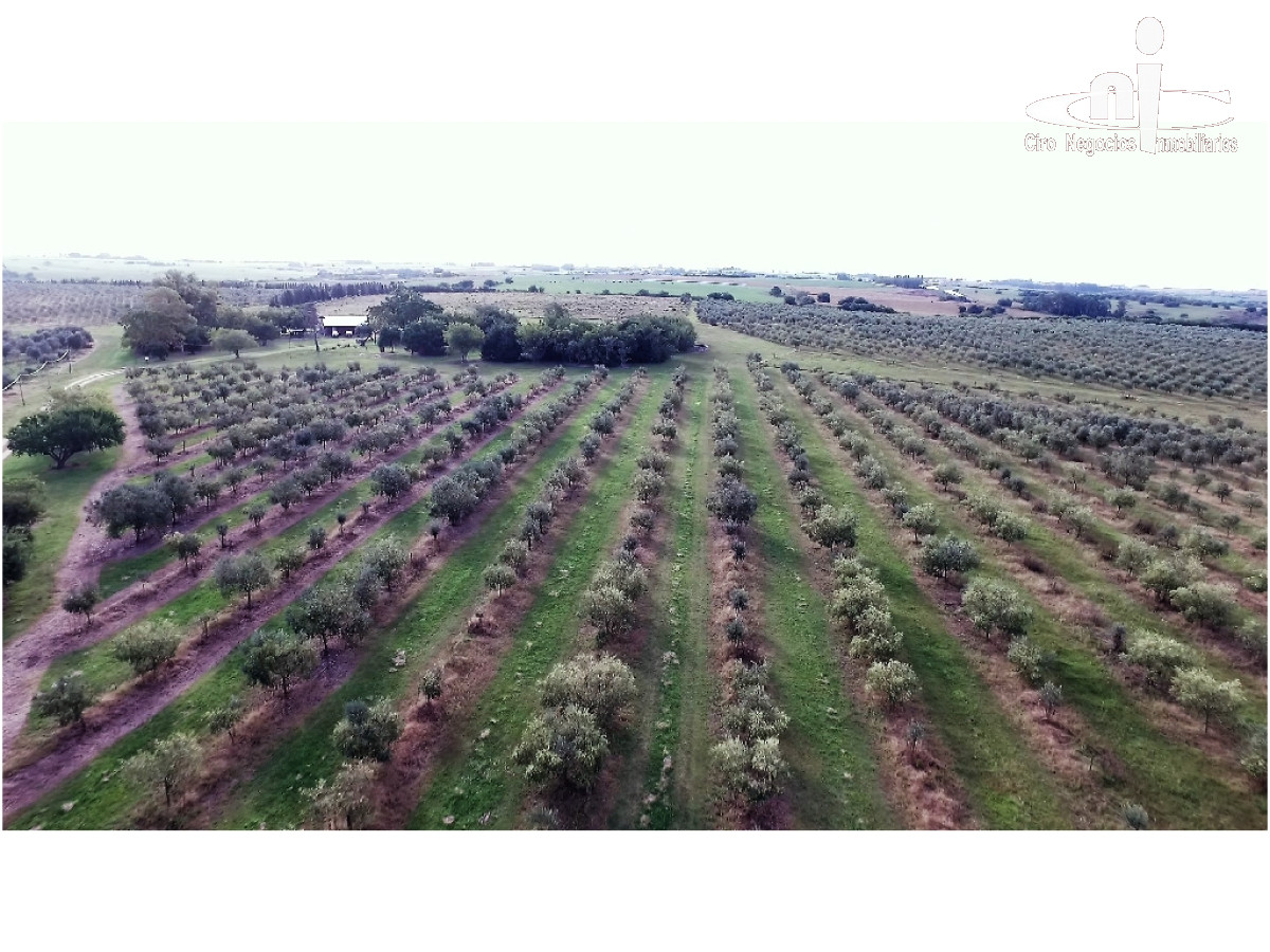 Campo