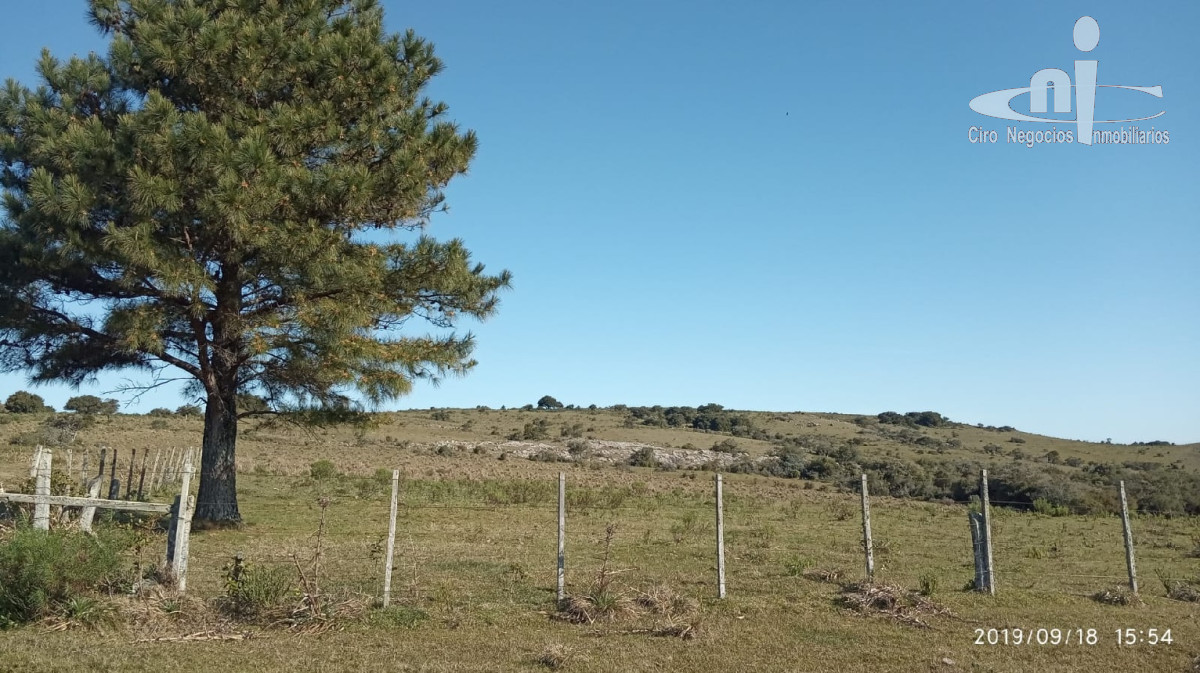 Campo
