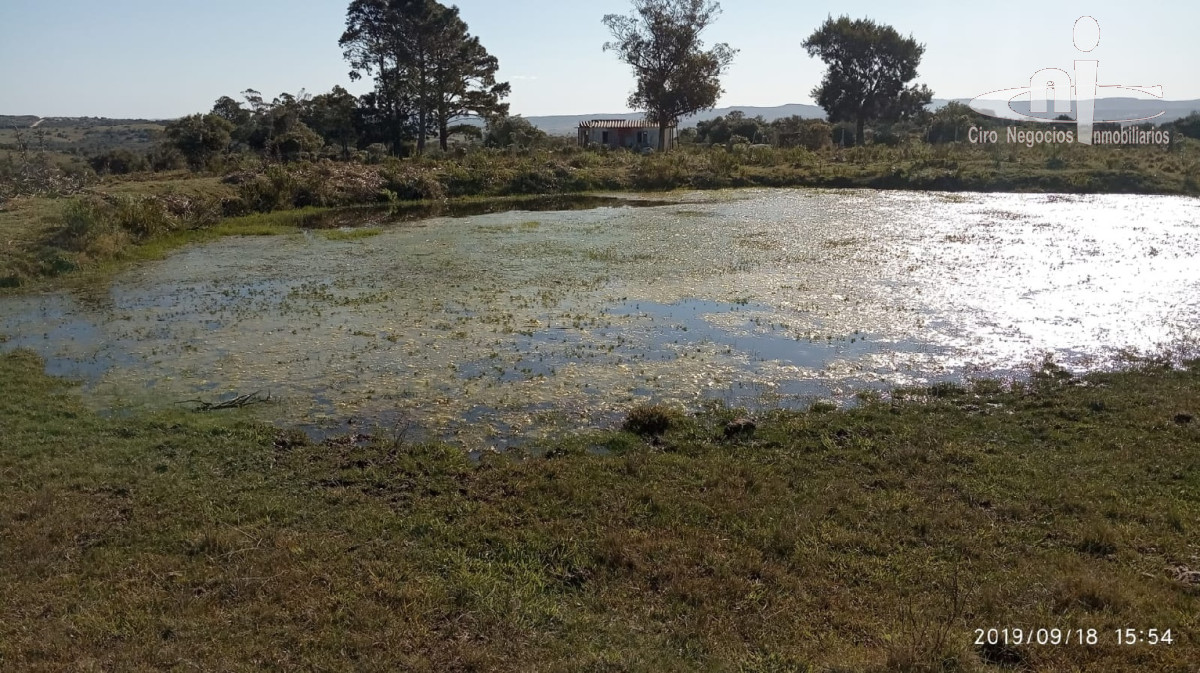 Campo