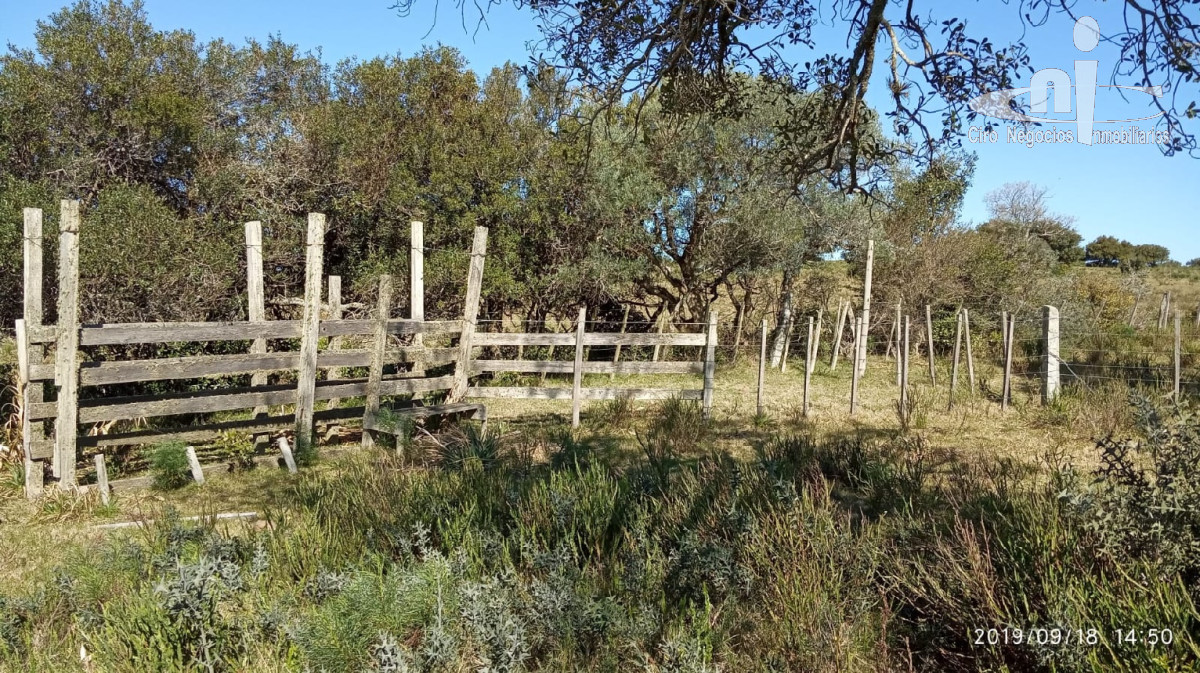 Campo