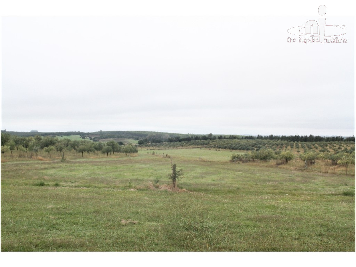 Campo