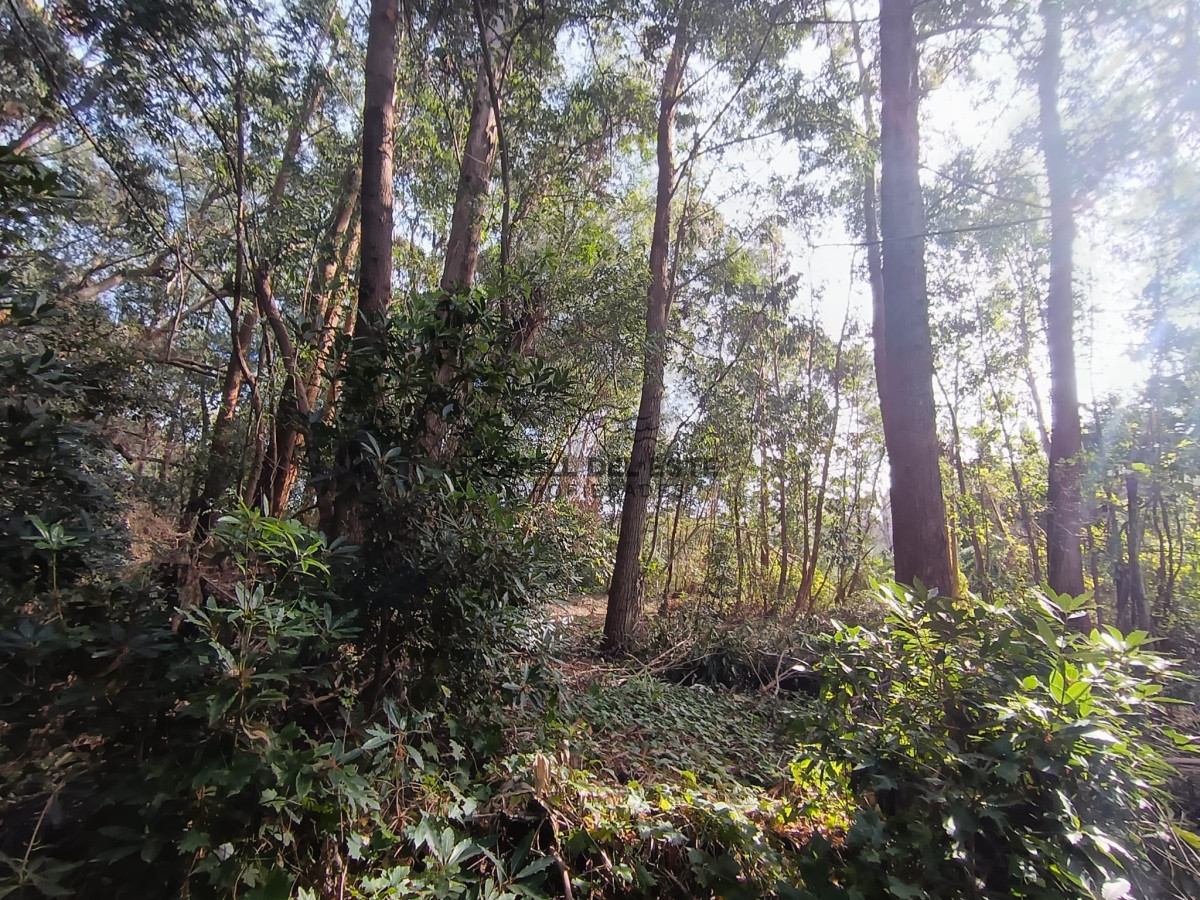 Terreno ID.141 - Terreno en Punta Ballena, Punta Ballena