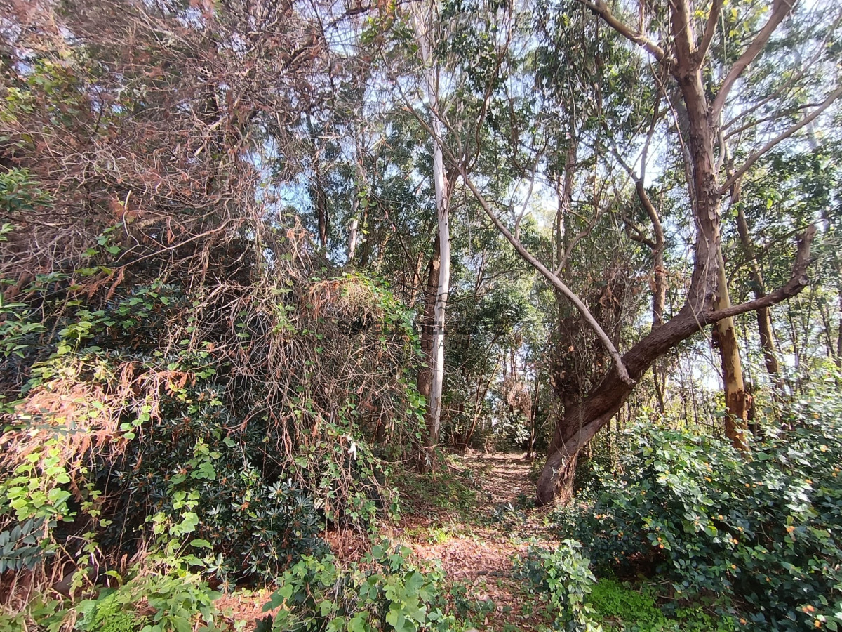 Terreno ID.141 - Terreno en Punta Ballena, Punta Ballena